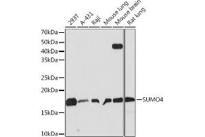 Western blot analysis of extracts of various cell lines, using SUMO4 Rabbit mAb (ABIN7270372) at 1:500 dilution. (SUMO4 抗体)