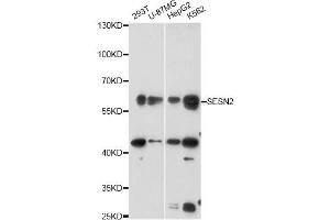 Western blot analysis of extracts of various cell lines, using SESN2 antibody (ABIN6290955) at 1:3000 dilution. (Sestrin 2 抗体)