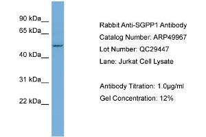 WB Suggested Anti-SGPP1  Antibody Titration: 0. (SGPP1 抗体  (Middle Region))