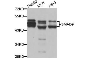 Western blot analysis of extracts of various cell lines, using SMAD9 antibody. (SMAD9 抗体)