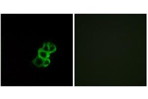 Immunofluorescence analysis of MCF-7 cells, using OR8B4 antibody. (OR8B4 抗体  (C-Term))