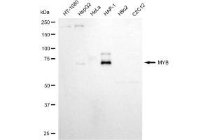 Western blotting analysis using MYB antibody (ABIN7800797).
