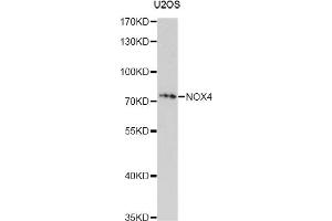 Western blot analysis of extracts of U2OS cells, using NOX4 antibody (ABIN4904560) at 1:1000 dilution. (NADPH Oxidase 4 抗体)