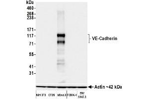 Western Blotting (WB) image for anti-Cadherin 5 (CDH5) (AA 25-595) antibody (ABIN7453992)
