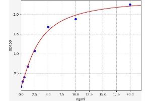 Calbindin 2 (CALB2) ELISA Kit