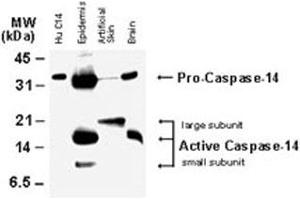 Western blot analysis of CASP14. (CASP14 抗体)