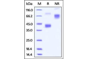 FITC-Labeled Human BCMA, Fc Tag on SDS-PAGE under reducing (R) and no-reducing (NR) conditions.