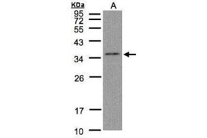 WB Image Sample(30 μg of whole cell lysate) A:Hep G2, 12% SDS PAGE antibody diluted at 1:1000 (GLOD4 抗体)
