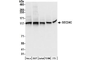 anti-SEC24 Family, Member C (SEC24C) (AA 1-50) antibody