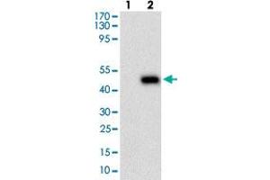 Western blot analysis of Lane 1: Negative control [HEK293 cell lysate]; Lane 2: Over-expression lysate [PLA2G12A (AA: 21-189)-hIgGFc transfected HEK293 cells] with PLA2G12A monoclonal antibody, clone 7C7C9  at 1:500-1:2000 dilution. (PLA2G12A 抗体  (AA 21-189))