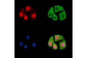 ABIN7096468 and ABIN7100532 staining Hela cells by IF/ICC. (Znf423 抗体)