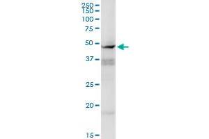 Western Blotting (WB) image for anti-Cyclin E1 (CCNE1) (AA 1-410) antibody (ABIN514111)