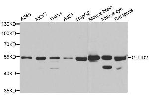 GLUD2 抗体  (AA 319-558)