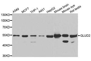 Western blot analysis of extracts of various cell lines, using GLUD2 antibody. (GLUD2 抗体  (AA 319-558))