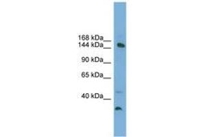 Image no. 1 for anti-Mediator Complex Subunit 14 (MED14) (AA 575-624) antibody (ABIN6745238) (MED14 抗体  (AA 575-624))