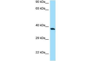 Western Blotting (WB) image for anti-CD276 (CD276) (C-Term) antibody (ABIN970333) (CD276 抗体  (C-Term))
