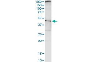 Immunoprecipitation of TARBP2 transfected lysate using anti-TARBP2 monoclonal antibody and Protein A Magnetic Bead , and immunoblotted with TARBP2 purified MaxPab rabbit polyclonal antibody. (TARBP2 抗体  (AA 1-366))