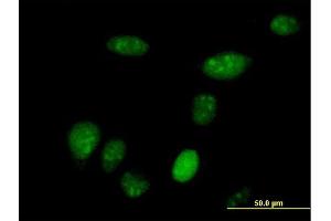 Immunofluorescence of purified MaxPab antibody to SUB1 on HeLa cell. (SUB1 抗体  (AA 1-127))