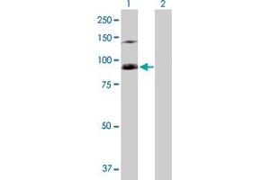 Western Blot analysis of SFMBT1 expression in transfected 293T cell line by SFMBT1 MaxPab polyclonal antibody.