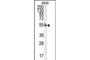 WDR32 Antibody (N-term) (ABIN654593 and ABIN2844292) western blot analysis in A549 cell line lysates (35 μg/lane). (DCAF10 抗体  (N-Term))