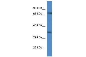 Western Blot showing Slc6a9 antibody used at a concentration of 1. (GLYT1 抗体  (C-Term))