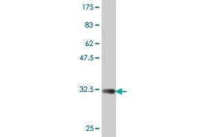 Western Blot detection against Immunogen (32. (COX15 抗体  (AA 92-152))