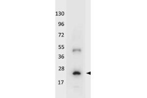 Western blot using HRP conjugated anti-Human IL-32A antibody shows detection of a band ~19 kDa in size corresponding to recombinant human IL-32A. (IL-32 alpha 抗体  (Biotin))