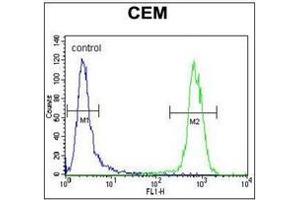 Flow cytometric analysis of CEM cells using PON1 Antibody (Center) Cat. (PON1 抗体  (Middle Region))