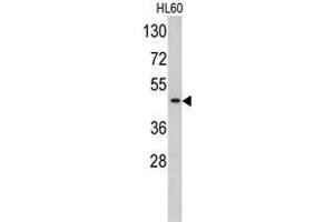 Western blot analysis of TBP antibody (C-term) in HL60 cell line lysates (35ug/lane). (TBP 抗体  (C-Term))
