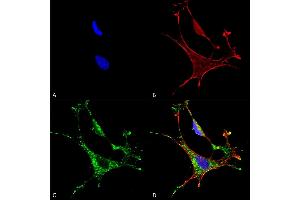 Immunocytochemistry/Immunofluorescence analysis using Mouse Anti-MMP9 Monoclonal Antibody, Clone S51-82 (ABIN2482801). (MMP 9 抗体  (AA 1-708) (Atto 594))