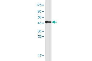 Western Blotting (WB) image for anti-Interleukin 23, alpha subunit p19 (IL23A) (AA 1-189) antibody (ABIN2565633)