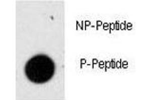 Dot blot analysis of phospho-GFAP antibody.