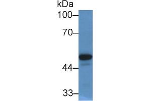 Western Blot; Sample: Human Serum; Primary Ab: 2µg/mL Rabbit Anti-Human PON1 Antibody Second Ab: 0. (PON1 抗体  (AA 35-206))