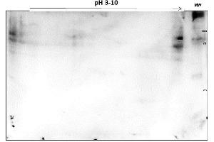 SDS-PAGE (SDS) image for anti-Poly (ADP-Ribose) Polymerase 1 (PARP1) (N-Term) antibody (ABIN5706805)
