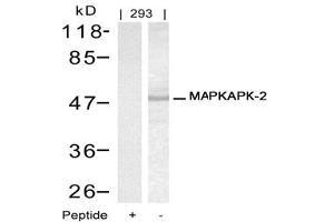 Image no. 1 for anti-Mitogen-Activated Protein Kinase-Activated Protein Kinase 2 (MAPKAPK2) (Thr334) antibody (ABIN197585) (MAPKAP Kinase 2 抗体  (Thr334))