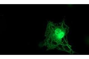 Anti-TMOD1 mouse monoclonal antibody (ABIN2454775) immunofluorescent staining of COS7 cells transiently transfected by pCMV6-ENTRY TMOD1 (RC201134). (Tropomodulin 1 抗体)