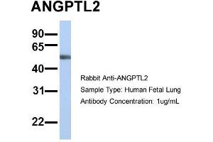 Host: Rabbit Target Name: SLC13A3 Sample Type: Human Fetal Lung Antibody Dilution: 1. (ANGPTL2 抗体  (N-Term))