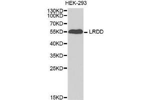 Western blot analysis of extracts of HEK-293 cell line, using PIDD1 antibody. (PIDD 抗体  (AA 1-85))