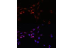 Immunofluorescence (IF) image for anti-serine/arginine-Rich Splicing Factor 3 (SRSF3) (AA 1-90) antibody (ABIN6148465)