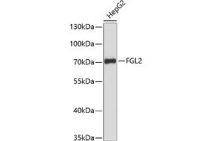 Western blot analysis of extracts of HepG2 cells, using FGL2 antibody (ABIN6130835, ABIN6140626, ABIN6140627 and ABIN6217862) at 1:3000 dilution. (FGL2 抗体  (AA 24-140))