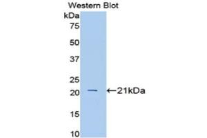 Western Blotting (WB) image for anti-Interleukin 1 alpha (IL1A) (AA 98-266) antibody (ABIN1172167) (IL1A 抗体  (AA 98-266))