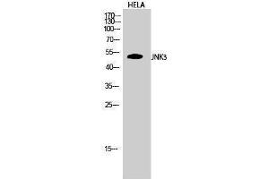 Western Blotting (WB) image for anti-Mitogen-Activated Protein Kinase 10 (MAPK10) (C-Term) antibody (ABIN3175742) (MAPK10 抗体  (C-Term))