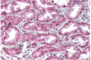 Human Kidney (formalin-fixed, paraffin-embedded) stained with GPC4 antibody ABIN351425 at 5-10 ug/ml followed by biotinylated goat anti-rabbit IgG secondary antibody ABIN481713, alkaline phosphatase-streptavidin and chromogen. (GPC4 抗体  (Internal Region))