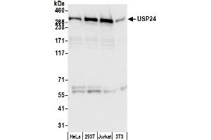 anti-Ubiquitin Specific Peptidase 24 (USP24) (C-Term) antibody