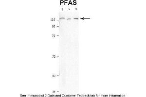 Sample Type: 1. (PFAS 抗体  (N-Term))