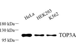 Western blot analysis of TOP3A (ABIN7075939) at dilution of 1: 500 (TOP3A 抗体)