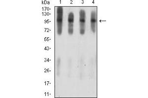 Western blot analysis using ATXN1 mouse mAb against C6 (1), COS7 (2), NIH/3T3 (3), and HL-60 (4) cell lysate. (Ataxin 1 抗体  (AA 645-815))
