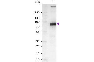 Western Blot of Alkaline Phosphatase Conjugated Goat Anti-Monkey IgM (mu chain) Secondary Antibody. (山羊 anti-猴 IgM (Chain mu) Antibody (Alkaline Phosphatase (AP)) - Preadsorbed)
