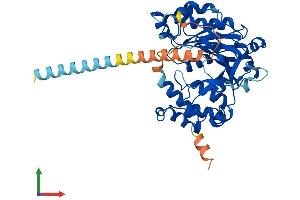 Protein Structure (PS) image for UDP-N-Acetyl-alpha-D-Galactosamine:polypeptide N-Acetylgalactosaminyltransferase-Like 5 (GALNTL5) (AA 1-431) protein (His tag) (ABIN7560994)