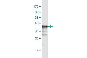 Western Blot detection against Immunogen (35. (KCNC3 抗体  (AA 671-757))